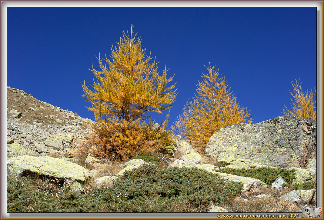 MELEZE AUTOMNE